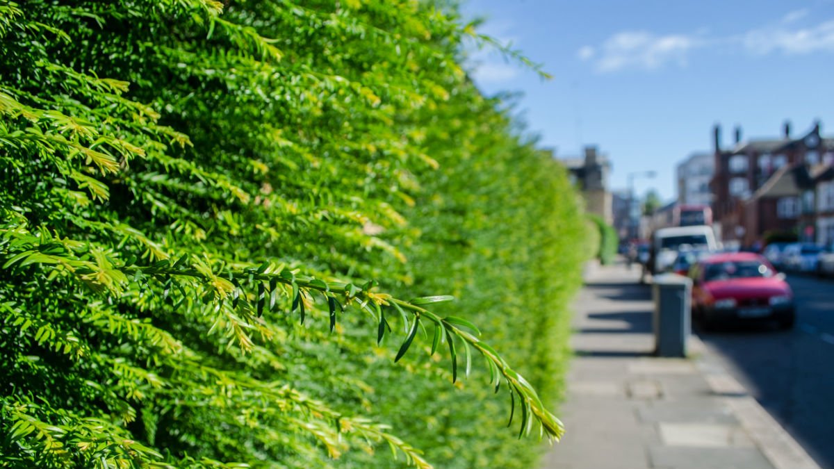 Plant hedges to combat near-road pollution exposure | University of Surrey